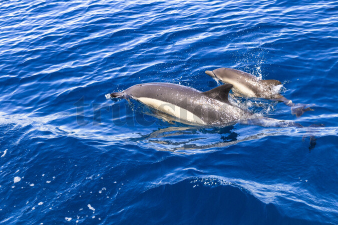Dolphins