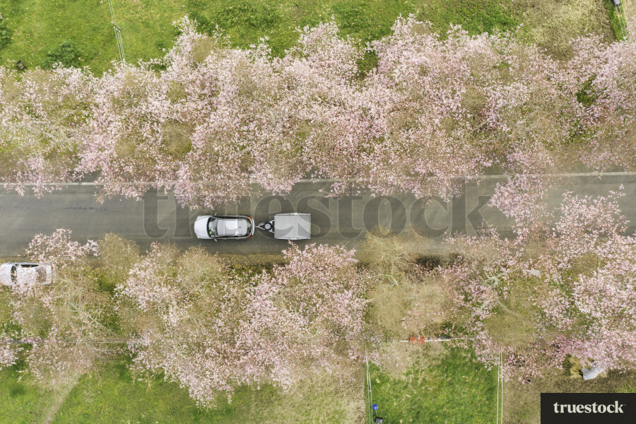 Cherry Blossom Road in Cambridge