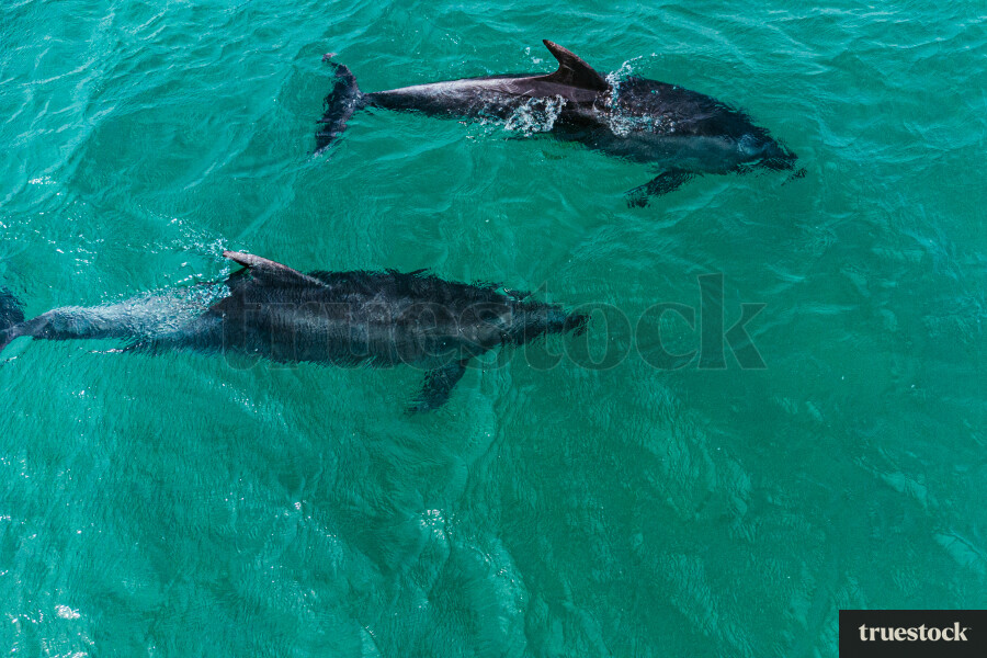 Dolphins From Above