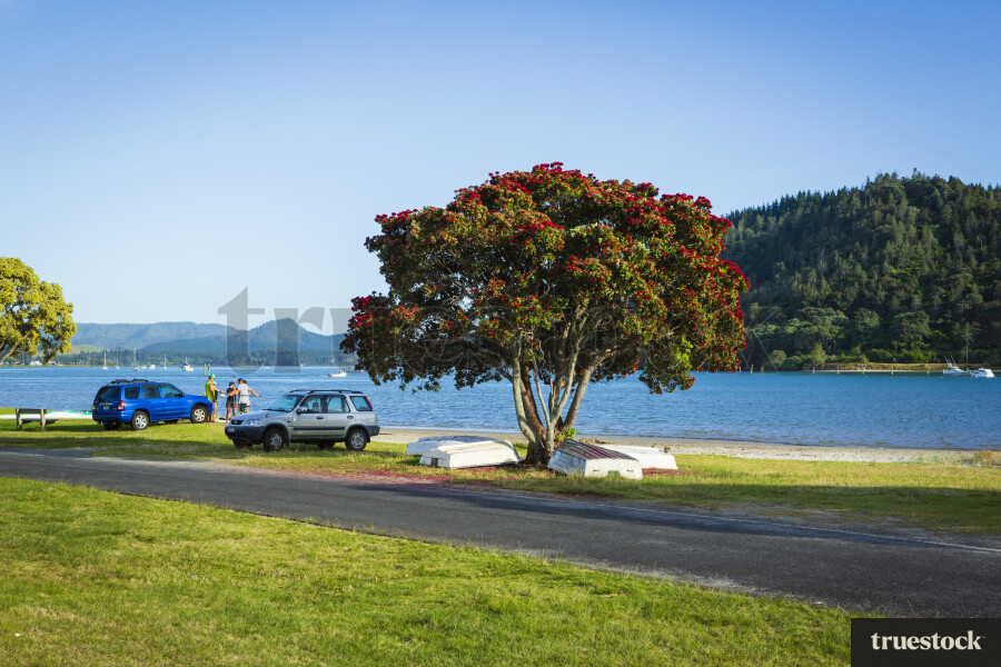 Boats Under Pohutukawa Tree