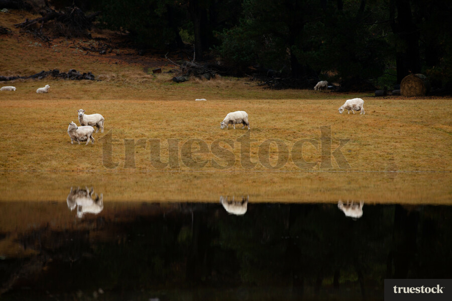 Flooding of farm land with sheep reflection in the flood water