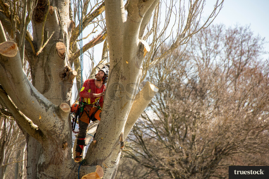 Worker Climbing Tree