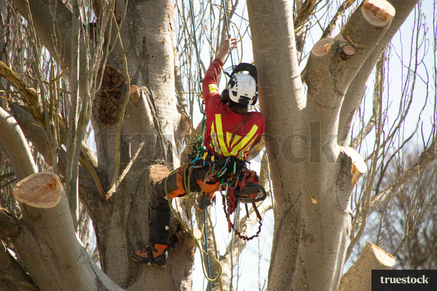 Worker Climbing Tree
