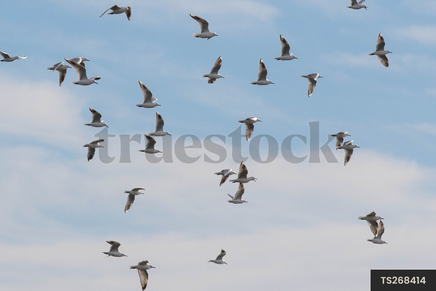 Flock of birds flying together under clouds
