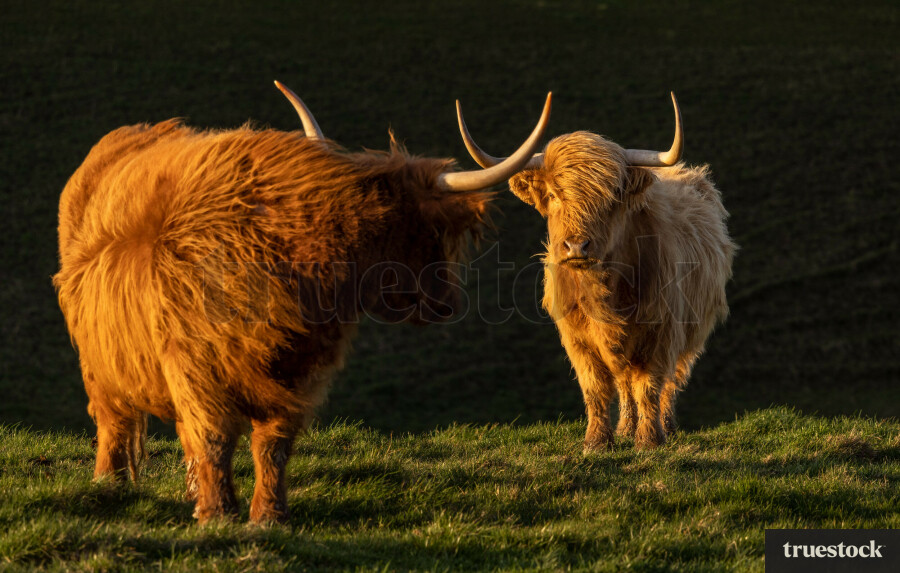 Highland Cows