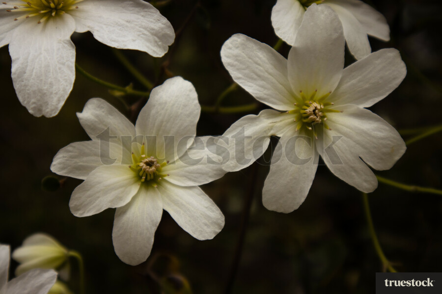 Clematis Flowers