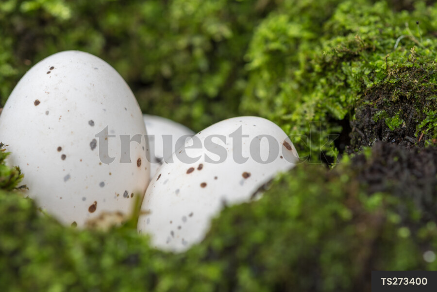 Eggs in Moss
