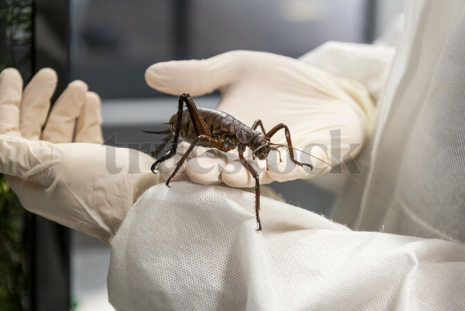 Person Holding Giant Weta