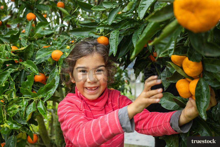 Kid Picking Mandarins