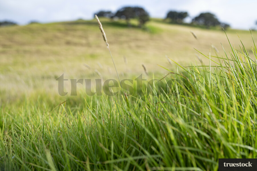 Grass on a hill