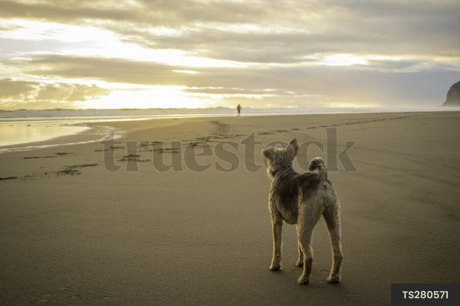 Dog on Beach