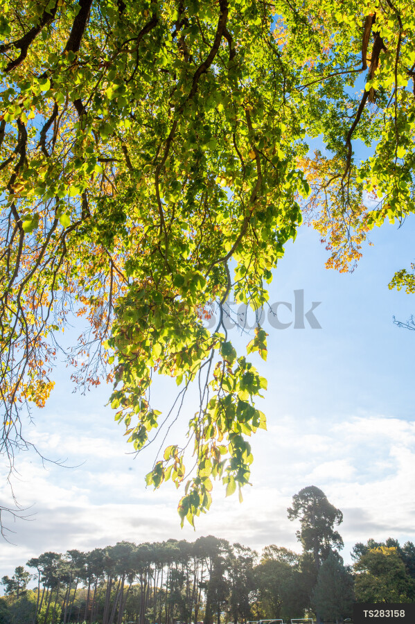 Branches of trees in Hagley Park during autumn