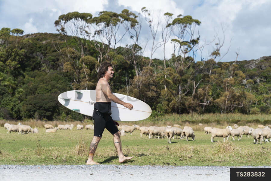 Surfer walking in paddock with sheep