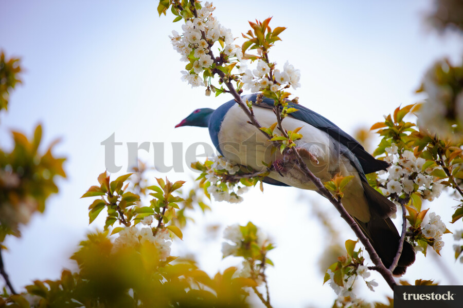 Kereru / Wood Pigeon