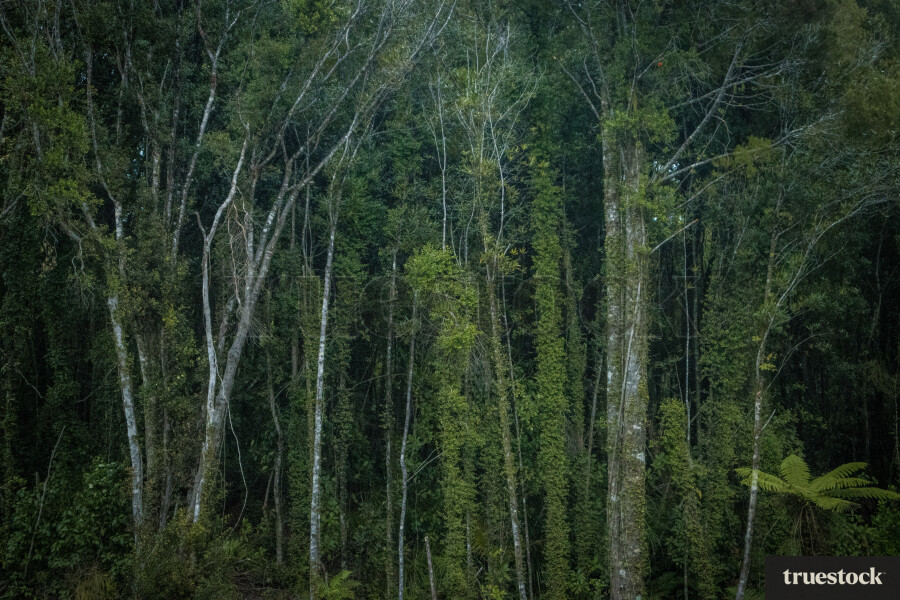 Tall green trees and leaves in the forest