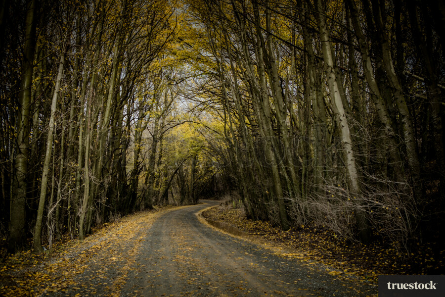 Long windy road through tall skinny forest trees