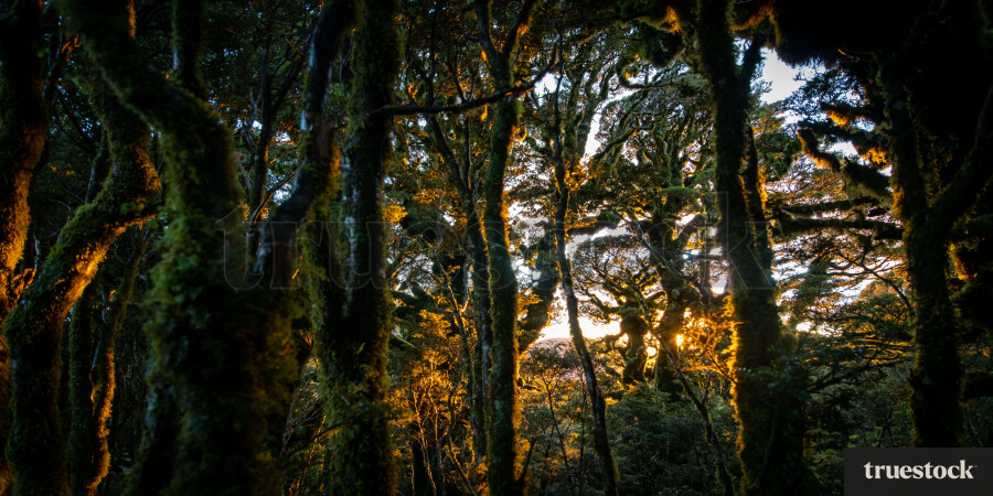 Sunrise shining through native bush