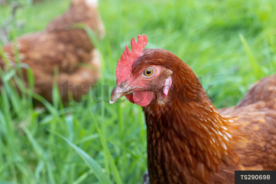 Chicken in pasture on farm in rural scene