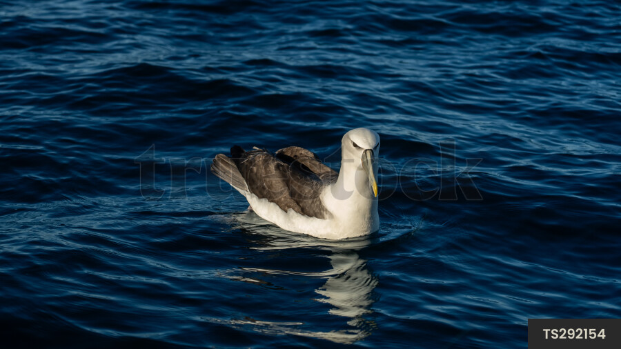 Albatross swimming on sea