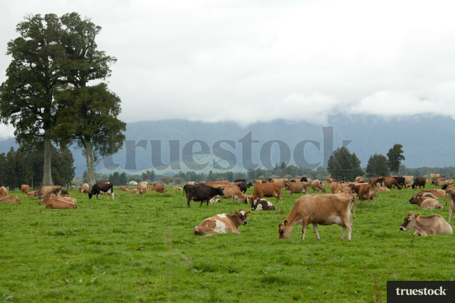 Dairy cows in the countryside