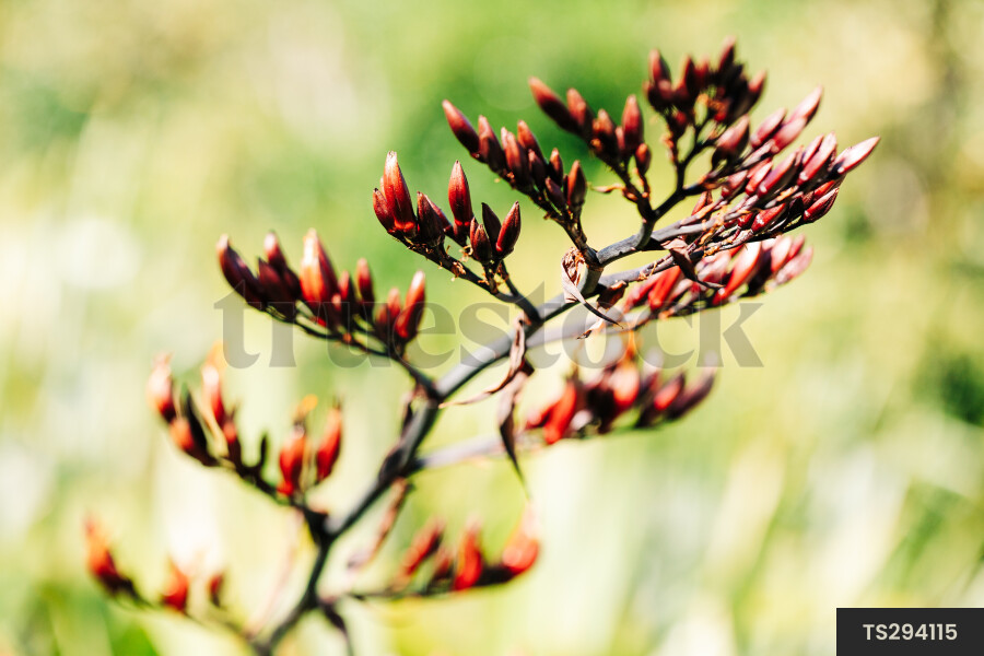 Harakeke flax flowers