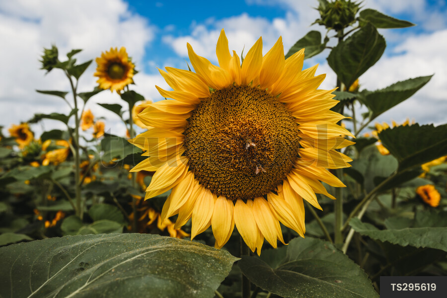 Sunflowers on farm
