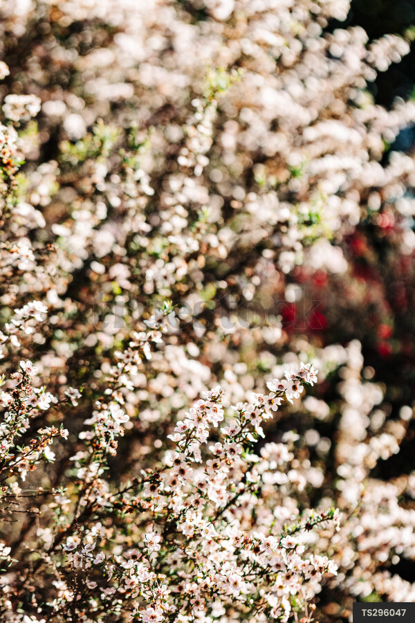 Manuka flowers on branch