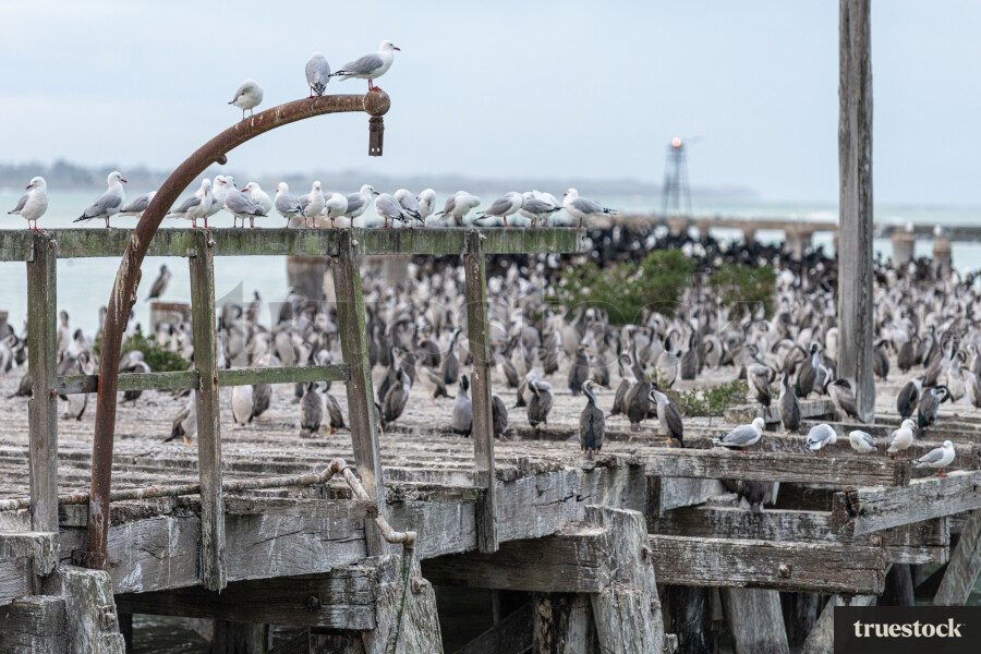 Birds Taking Over The Wharf