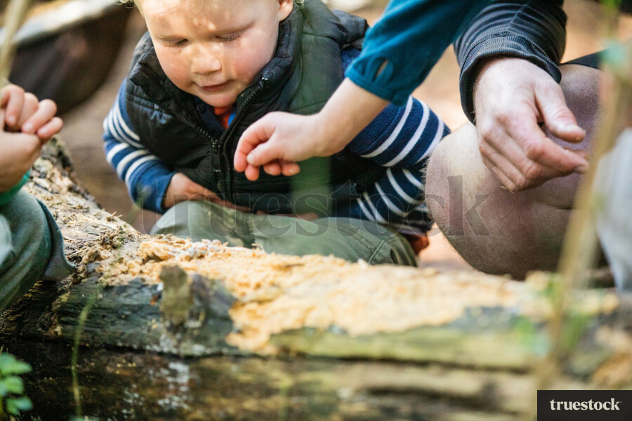 Toddler watching the bugs on the tree trunk
