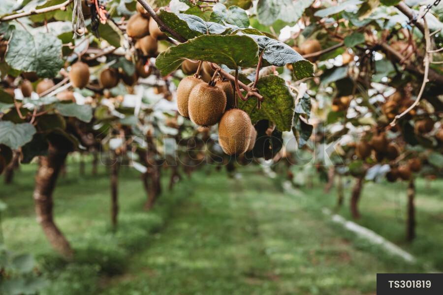 Kiwifruit on branches at orchard