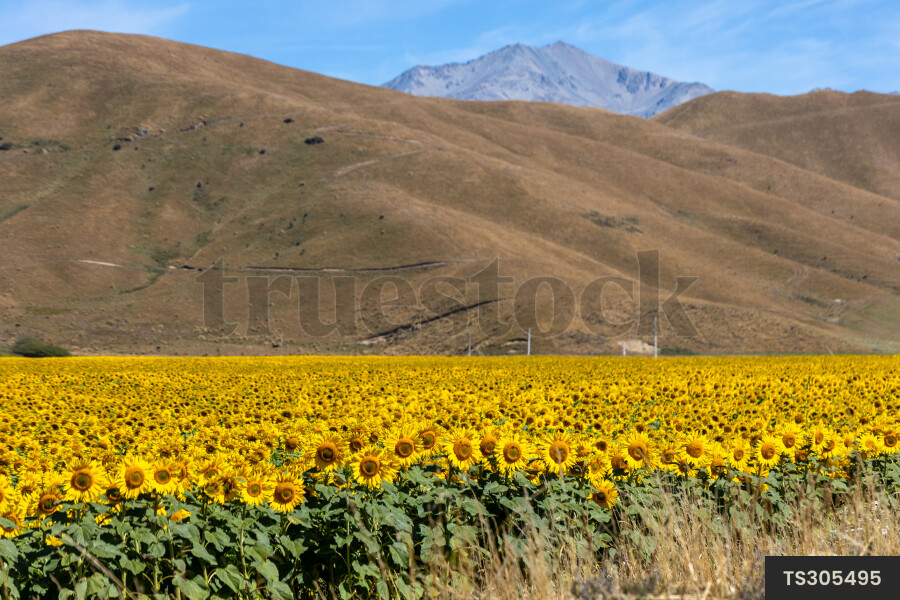 Sunflower field and hills in Fairlie, Canterbury