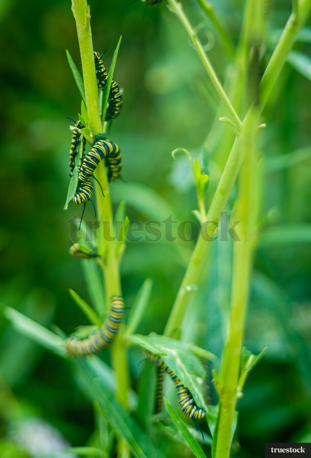Monarch Caterpillars