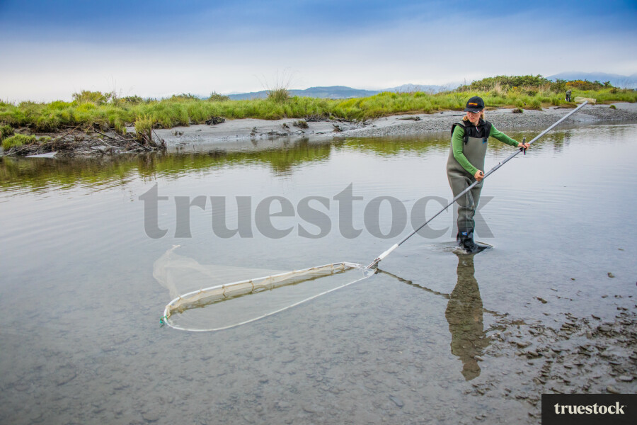 Whitebaiting on the West Coast