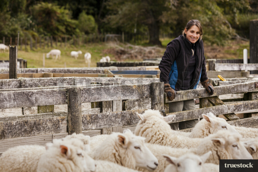 Female Farmer Leaning on Sheep Pen Fence