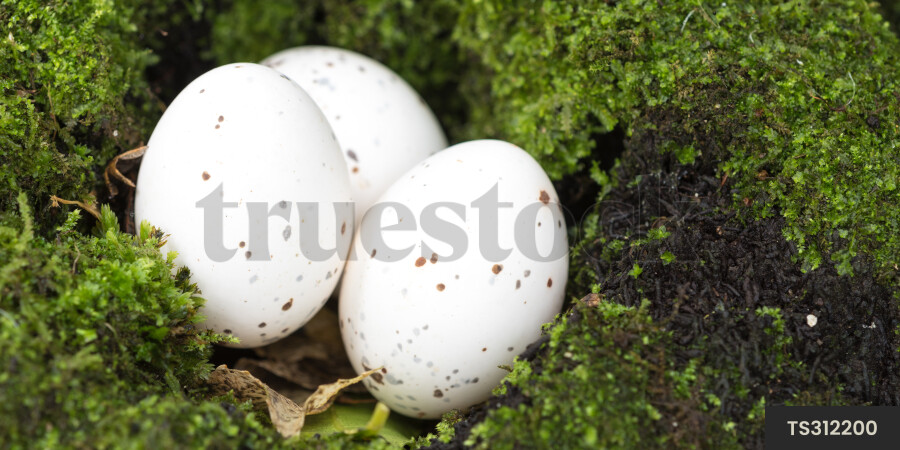 Eggs in Moss