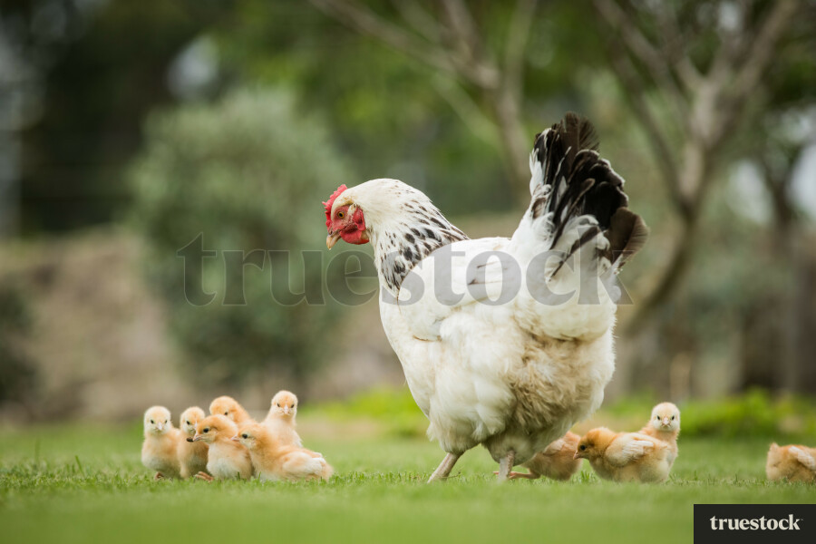 Mother and Her Chicks