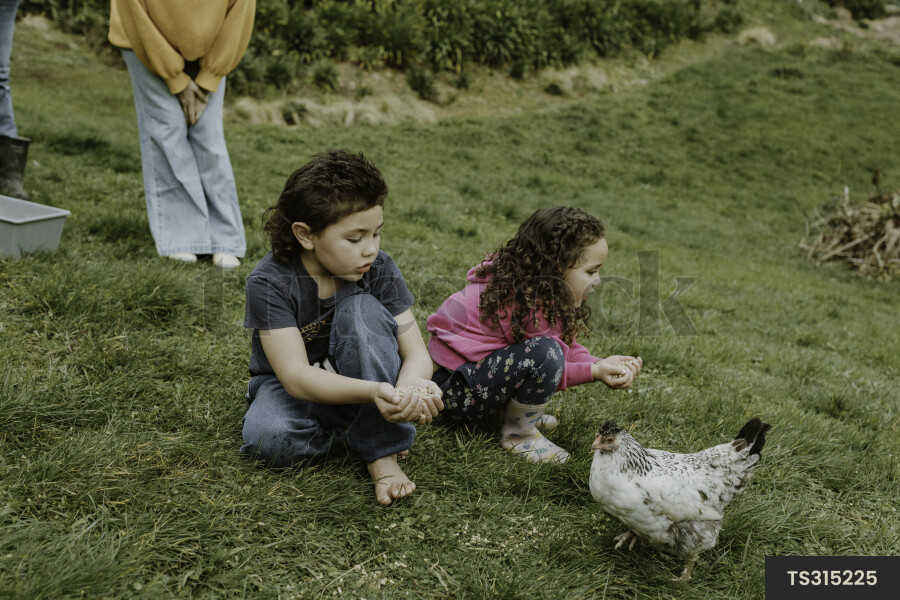 Young Kids Feeding Chickens