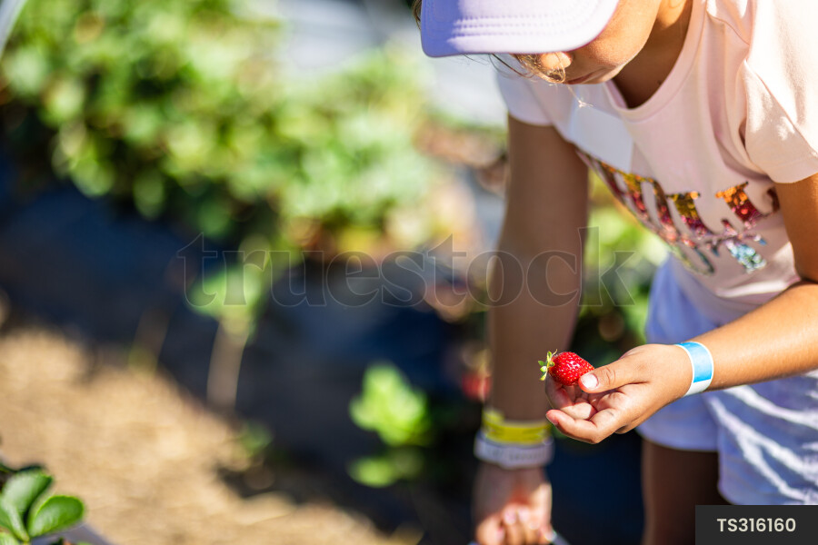 Girl picking strawberries