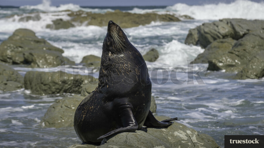 Fur Seals in Kaikoura