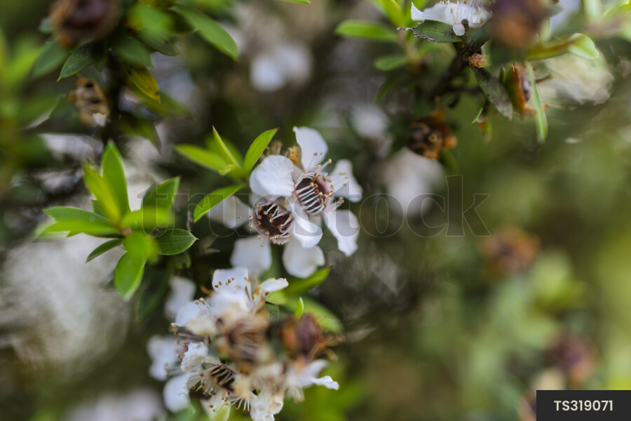 Manuka flowers on branch