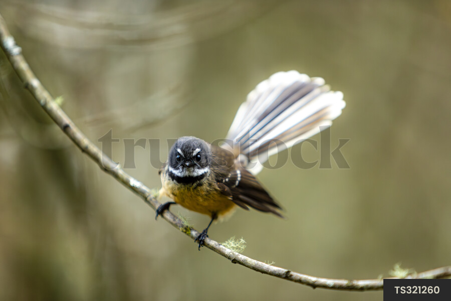 New Zealand fantail perching on tree