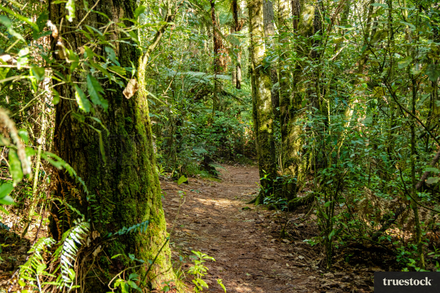 Walking path through bush