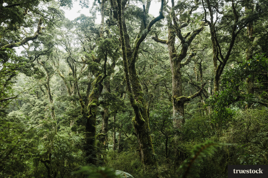 Beech Forest in Fiordland