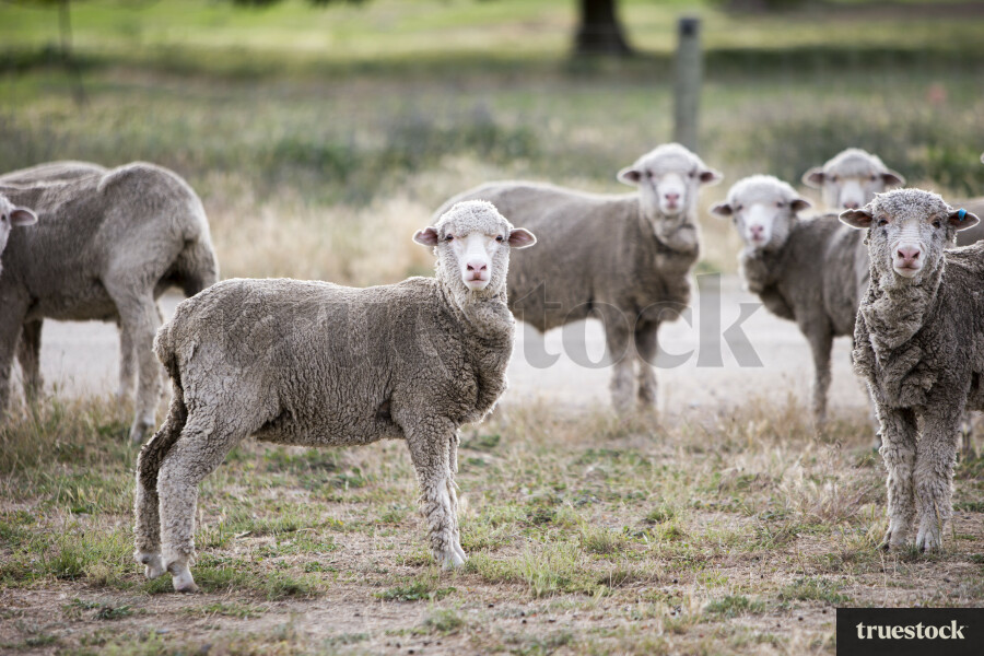 Merino Sheep Farm