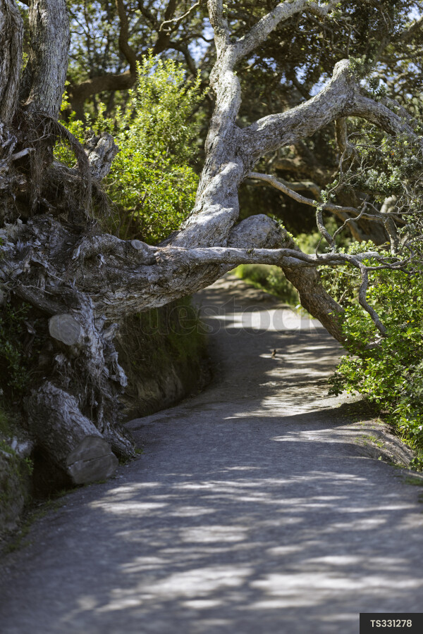 Branch over path at Maunganui Beach