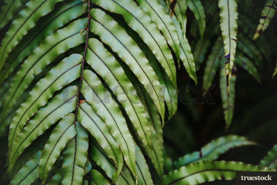 Native foliage close-up