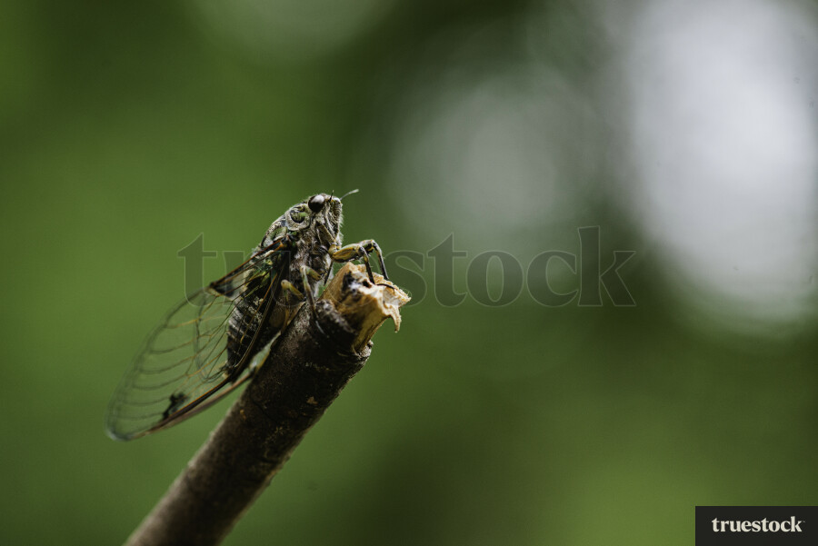 Cicada on Stick
