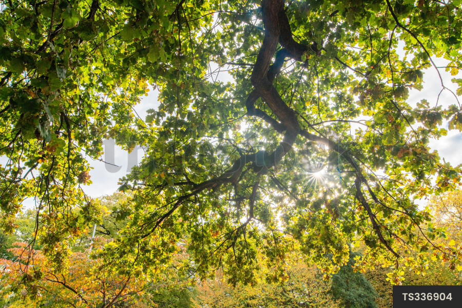 Branches of trees in Hagley Park during autumn