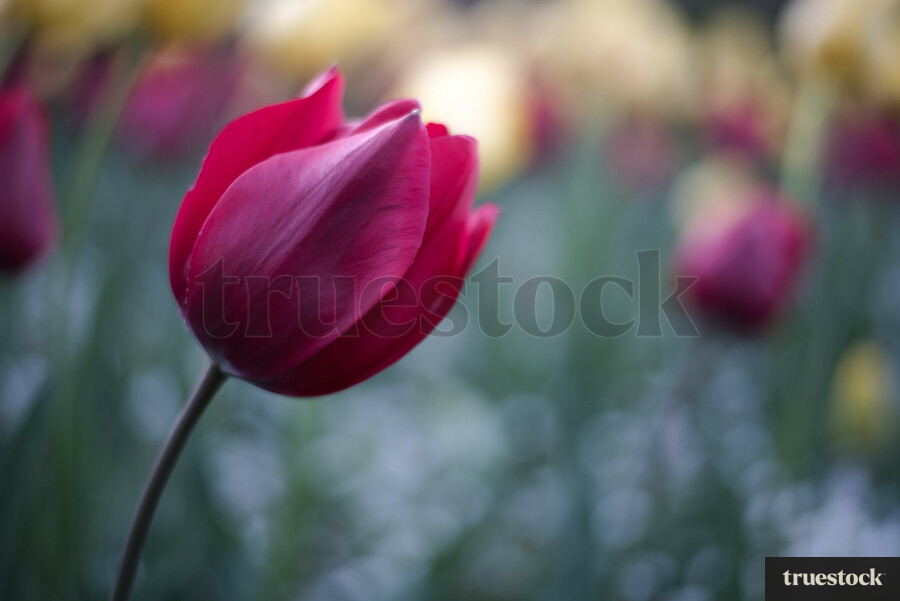 Close-up of vibrant flower at the botanical gardens