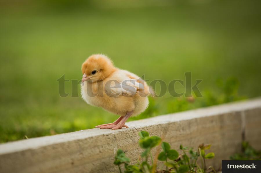 Little Chick